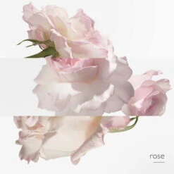 Hermès Concentré De Pamplemousse Rose Eau De Toilette