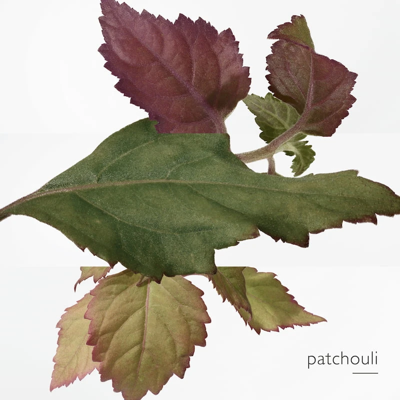 Hermès Elixir Des Merveilles Eau De Parfum – Image 8