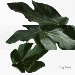 Hermès Un Jardin En Méditerrannée Eau De Toilette