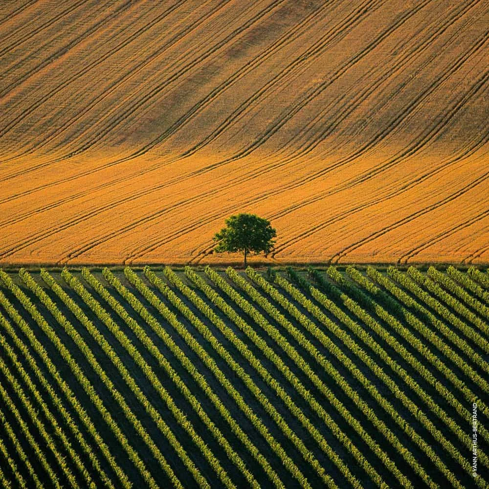 Guerlain Aqua Allegoria Harvest Mandarine Basilic Eau De Toilette Vaporisateur 125 Ml